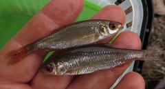 Petroleuciscus borysthenicus