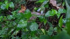 Rungia chinensis