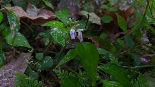 Image of Rungia Chinensis (Rungia chinensis) by (c) Cheng-Te Hsu, some rights reserved (CC BY)