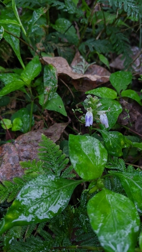 Image of Rungia Chinensis (Rungia chinensis) by (c) Cheng-Te Hsu, some rights reserved (CC BY)
