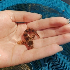 Lipophrys trigloides