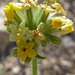 Yellow-flowered Cryptantha - Photo (c) Stan Shebs, some rights reserved (CC BY-SA)