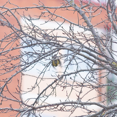 Parus major