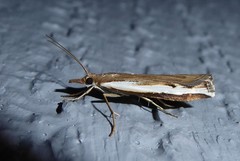 Orocrambus flexuosellus