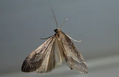 Eudonia octophora