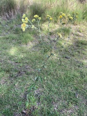 Helichrysum foetidum