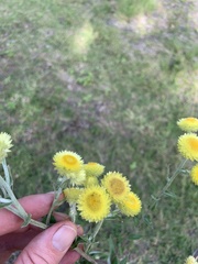 Helichrysum foetidum