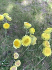Helichrysum foetidum