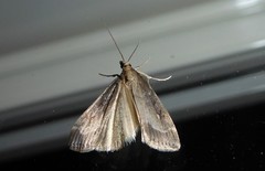 Eudonia octophora