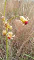 Tulbaghia alliacea