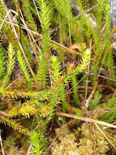 Image of Lateristachys lateralis by (c) Leon Perrie, some rights reserved (CC BY)
