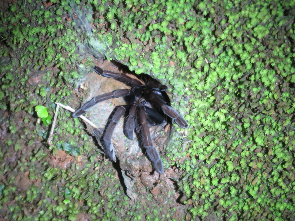 Tigidia