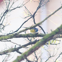 Cyanistes caeruleus