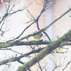 Cyanistes caeruleus