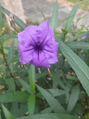 Ruellia simplex