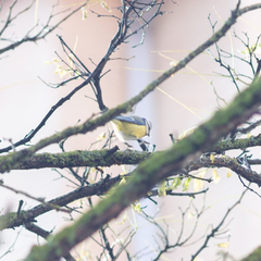 Cyanistes caeruleus