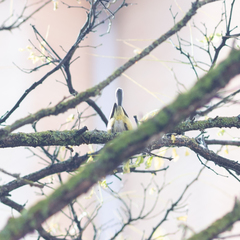 Cyanistes caeruleus