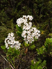 Olearia townsonii