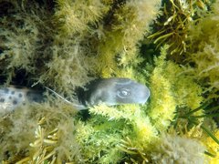 Tasmanian Carpet Shark photo 2