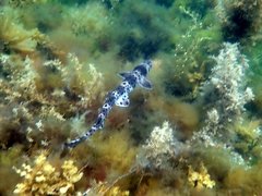 Tasmanian Carpet Shark photo 5