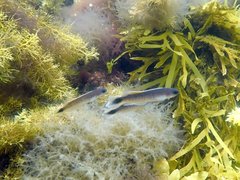 Trachinops caudimaculatus