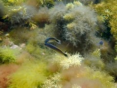 Trachinops caudimaculatus