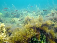 Trachinops caudimaculatus