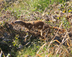 Mustela itatsi