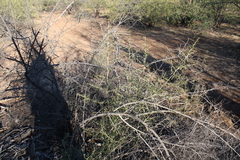 Atamisquea emarginata