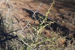 Atamisquea emarginata