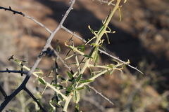 Atamisquea emarginata