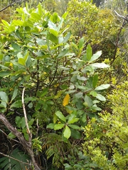 Pittosporum huttonianum