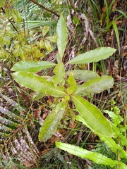 Coprosma dodonaeifolia