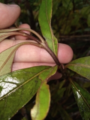 Coprosma dodonaeifolia