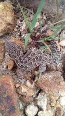 Pachydactylus maculatus
