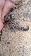 Pachydactylus maculatus