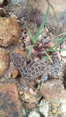 Pachydactylus maculatus