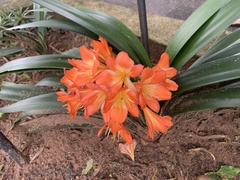 Clivia miniata miniata
