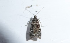 Eudonia philerga