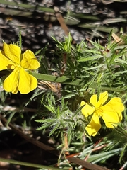 Hibbertia fasciculata