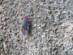 Kalidasa lanata