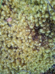 Pulchrinodus inflatus