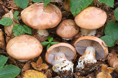 Cortinarius arcuatorum