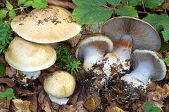 Cortinarius anserinus