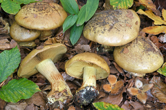 Cortinarius citrinus