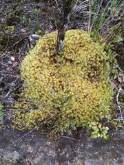 Pulchrinodus inflatus