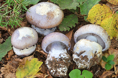Cortinarius moenne-loccozii