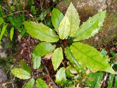 Brachyglottis myrianthos