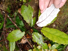 Brachyglottis myrianthos