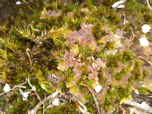 Herzogianthus vaginatus